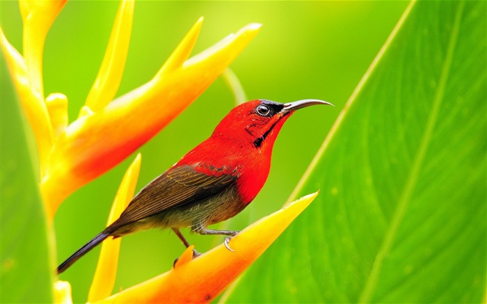 10wallpaper-com Animal World Photo HD Wallpaper Views:27875